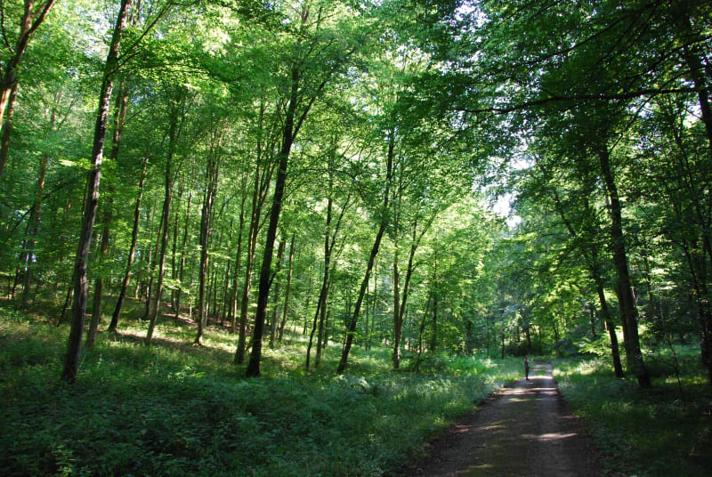 Sentier botanique des Usages et des Moulins - Francheville