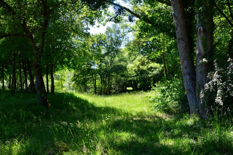 Ecouter le vent souffler dans la forêt de Versailles et respirer - Versailles