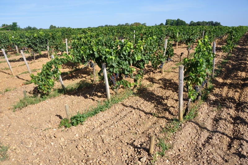 La vigne et l'architecte : un régal de Mérignac à Pessac - Mérignac
