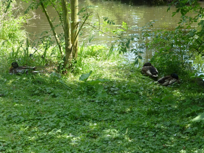 Au fil de l'Eau Bourde : bonheur nature de Talence à Gradignan - Talence