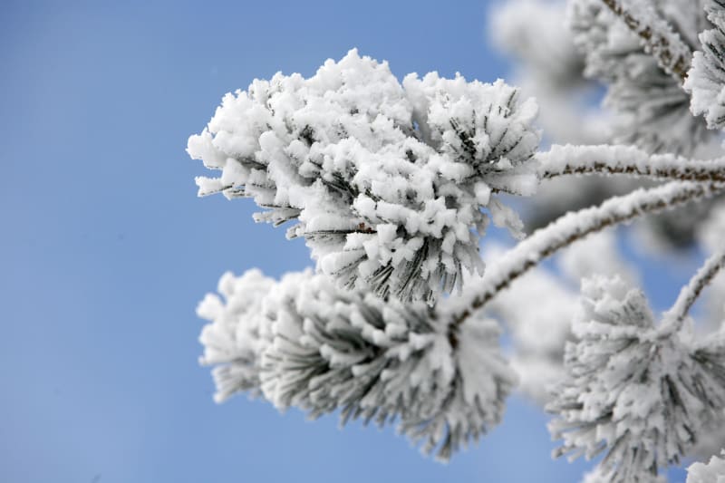Combe Oursière op sneeuwschoenen - Lans-en-Vercors