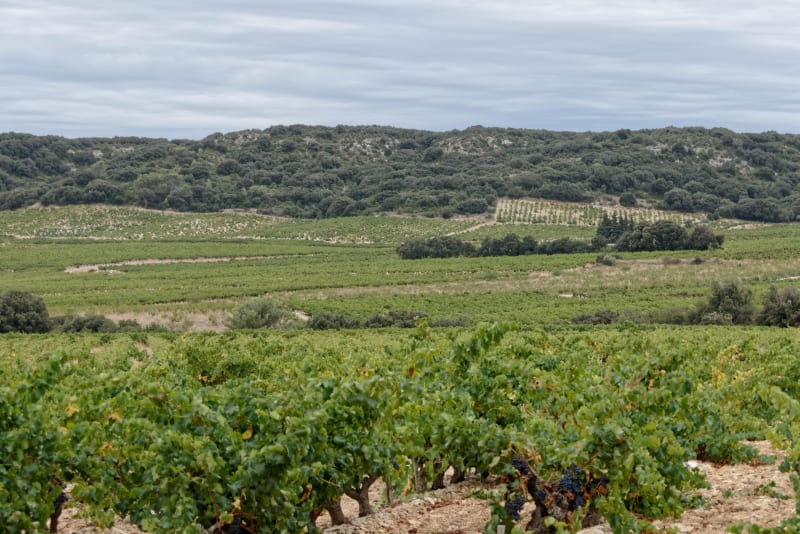 Au milieu des plantations autour de La Calmette - La Calmette