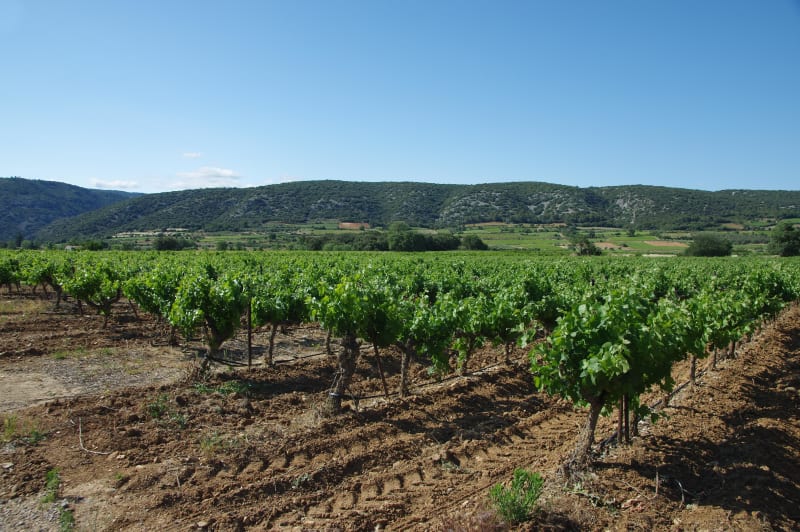 Montpeyroux : trip exquis entre vignes, oliviers et castellas ! - Montpeyroux