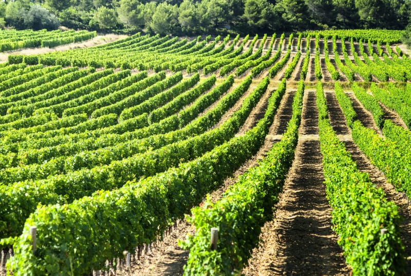 Coteaux de Bessilles : sur la voie du terroir ! - Montagnac