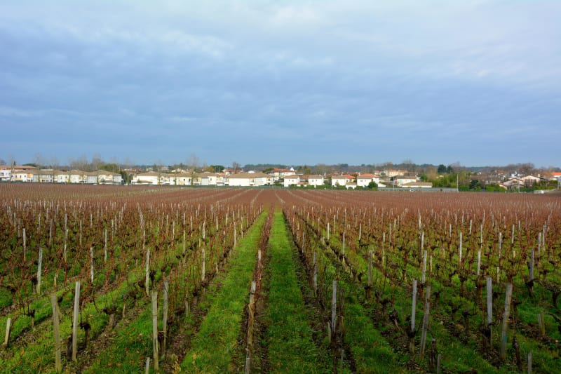 La vigne et l'architecte : à pas lents de Pessac au bois du Burck - Pessac