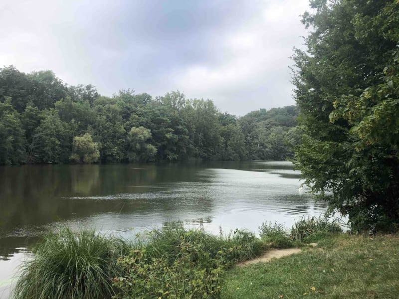 Tour des étangs de la forêt de Versailles et rencontres discrètes - Guyancourt