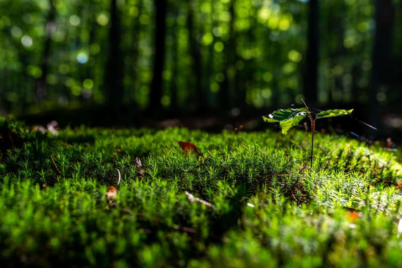 Parenthèse de nature entre Dizimieu et Mont Rosset - Dizimieu