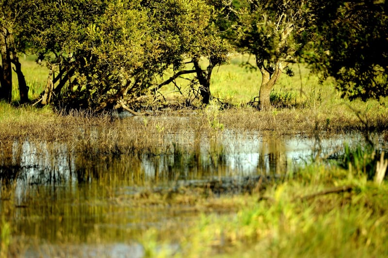 Bavarder avec les grenouilles dans le Marais de la Roche - Soleymieu