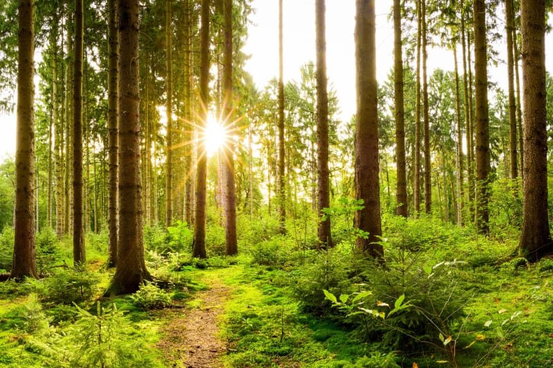 A Panossas, promenons-nous dans le Bois du Traversa - Panossas
