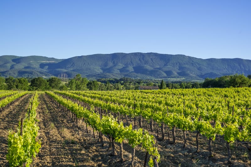 De Saint-Martin-de-la-Brasque, point à la vigne - Saint-Martin-de-la-Brasque