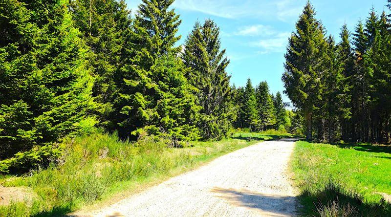 De La Valentine à Gréasque par la forêt - Saint-Savournin