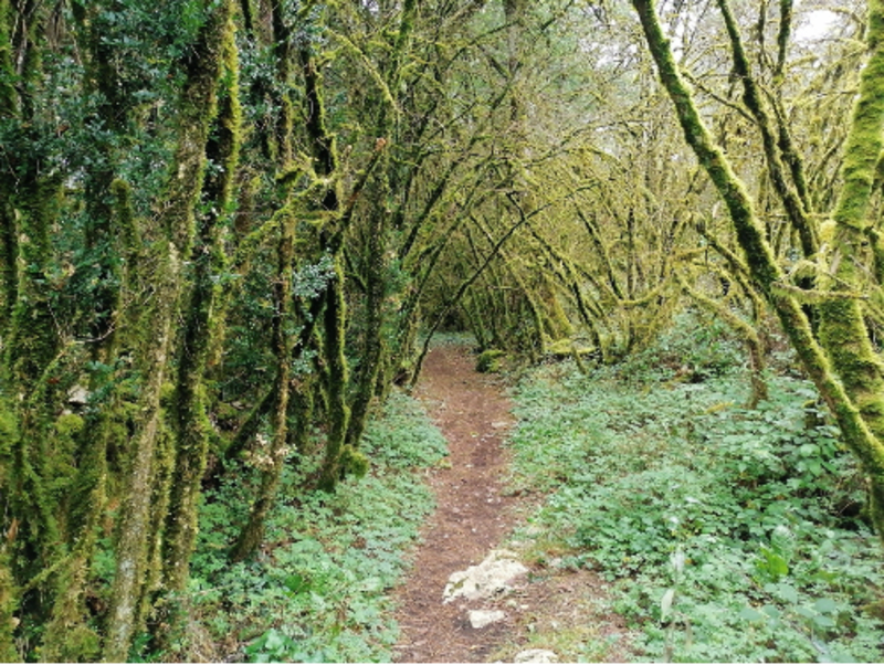 Sentier et secrets du Ferlioz, entre lapiaz et sous-bois - Artemare
