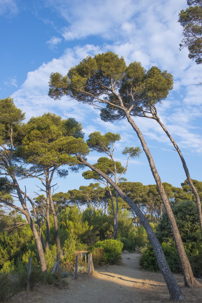 Sentier découverte de Belle Pierre - La Seyne-sur-Mer