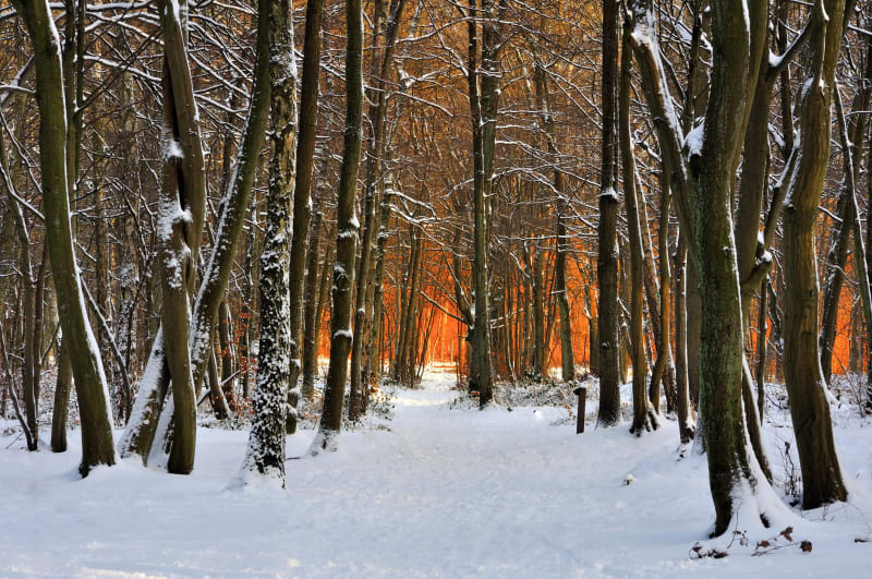 Randonnée hivernale autour de Laguiole - Laguiole