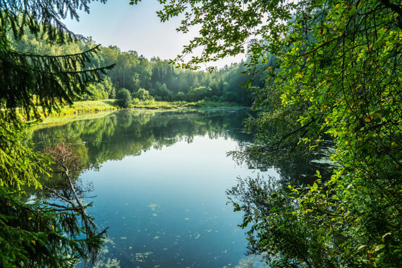 Détour par l'étang des Béroudières au milieu des bois - Flachères
