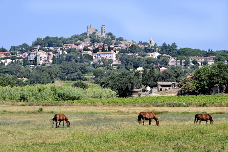 Excursion exquise à Grimaud : sur la voie du terroir - Grimaud