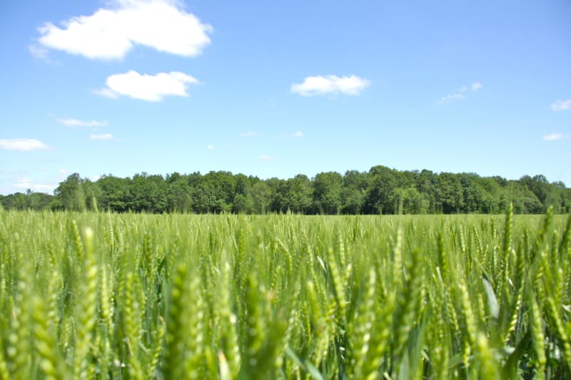 Se balader au Bois de la Côte Michon - Miribel, Les Echets