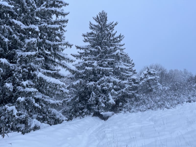 Balade en raquette sous la neige - Villard-de-Lans