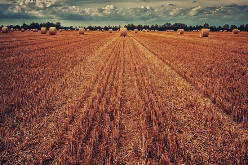 Dans les champs d'Eydoche - Eydoche
