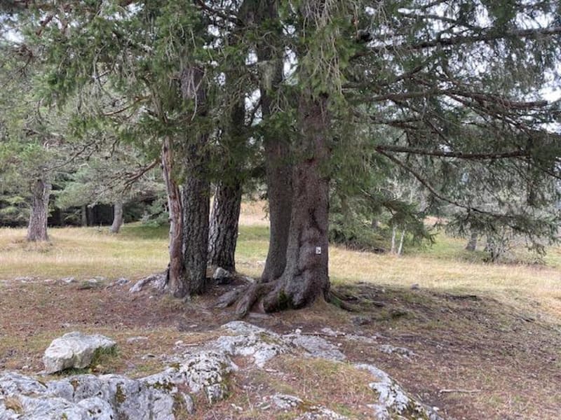 Petit tour au dessus des Cochettes - Villard-de-Lans