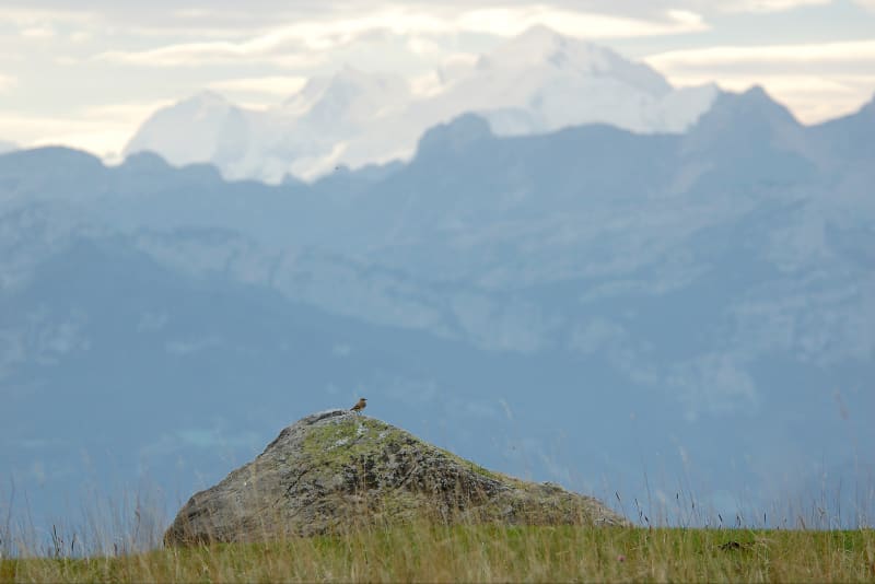 Découverte panoramique de l'alpage du Plan - Beaumont