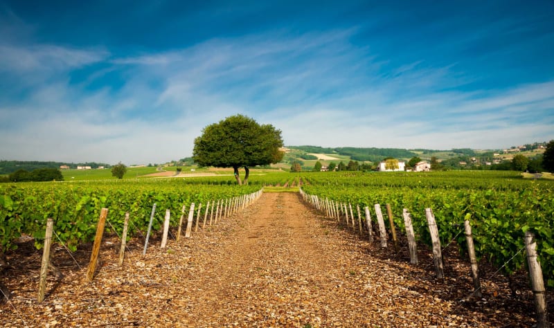 Entre vignes et champs à Saint-Loup - Vindry-sur-Turdine