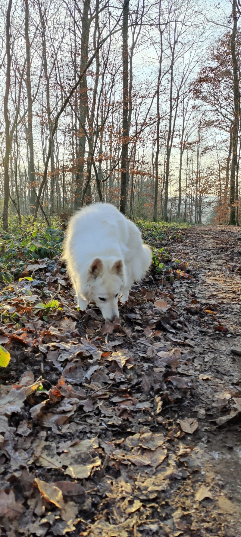 Ballade en Forêt à Schoeneck - Schœneck