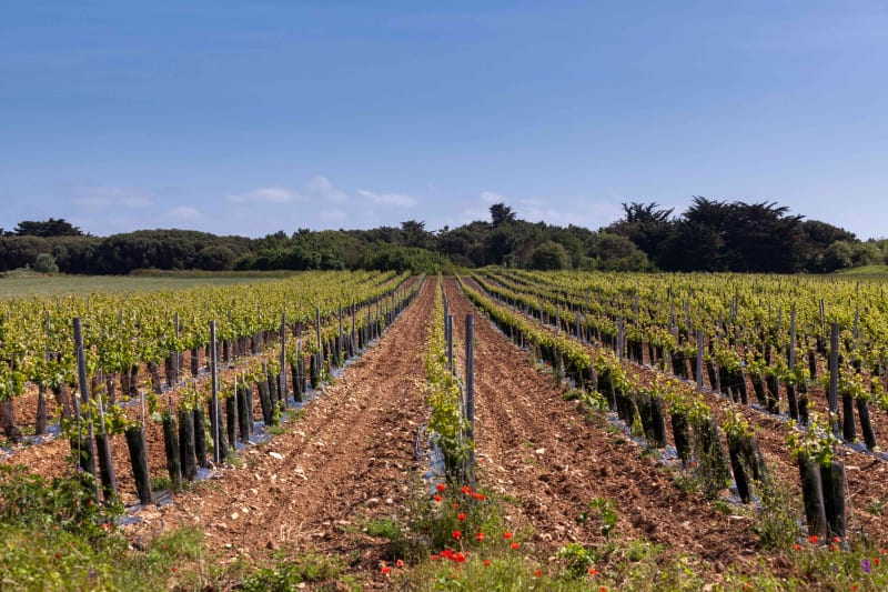 Excursion viticole dans les Graves - Bourg-Charente