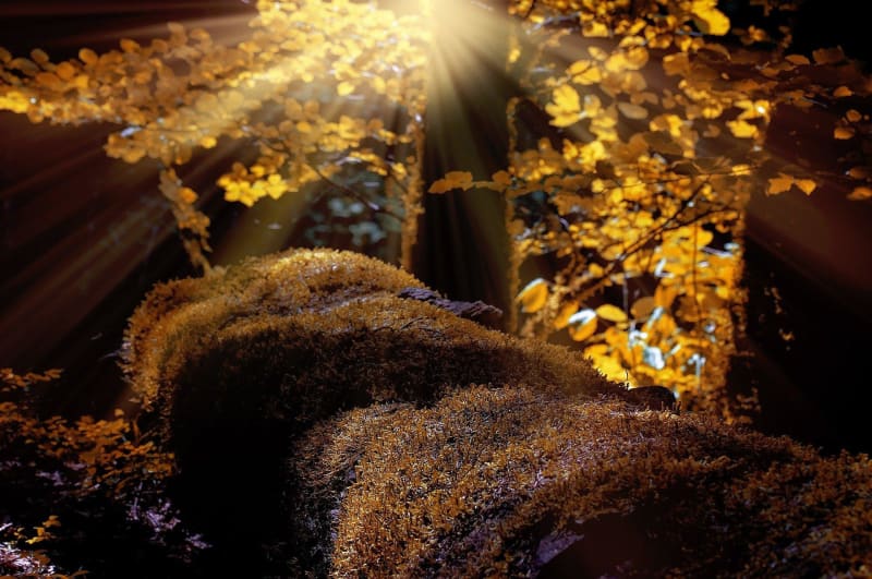 Excursie naar het bos van Boixe - Cellettes