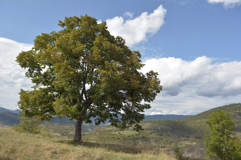 Petite promenade autour de Lachau - Lachau