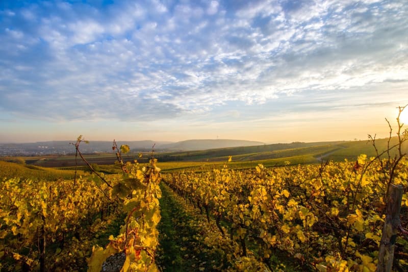 Vadrouille autour du château de Montchaude et ses vignobles - Montchaude