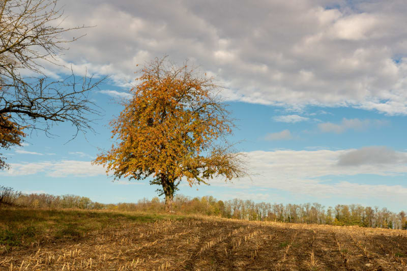 Habsheim et évasion dans une nature complice - Habsheim