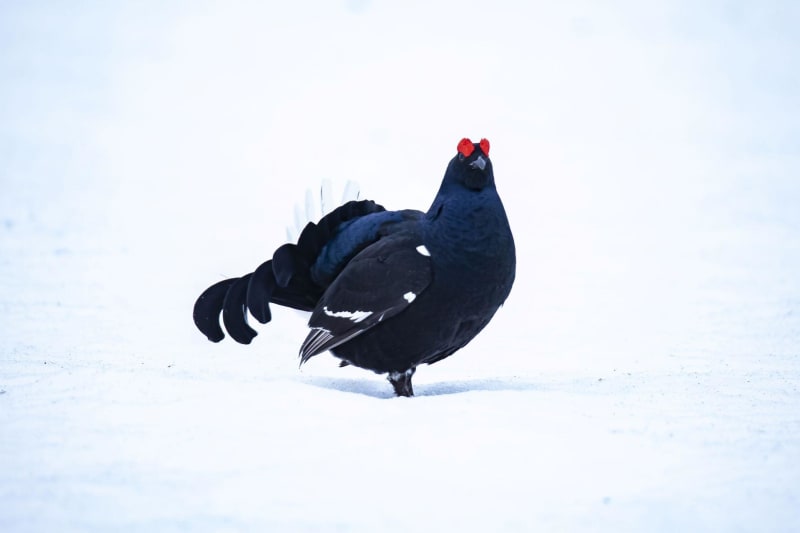 Ontdek de fauna van Alpe du Grand Serre op sneeuwschoenen - La Morte