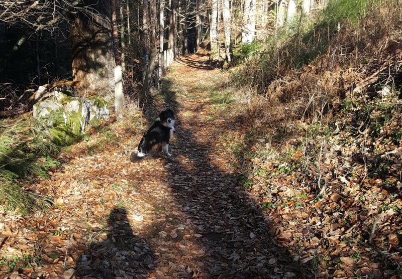 Balade du Crouzet au Camp-Joubert - Le Crouzet, Chambon-Sur-Lignon