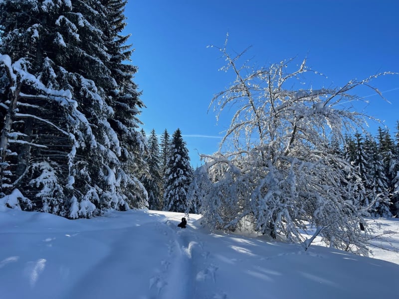 Le plateau du Benou en raquettes - Bilhères