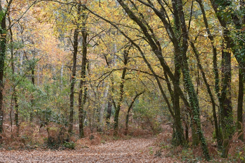Les chênes à Buzy en vallée d'Ossau - Buzy
