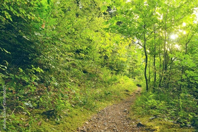 Promenade sylvestre à Urgorri - Bardos