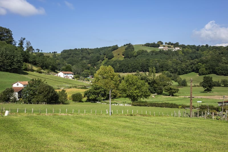 Virée dans les fougeraies de Laünde - Lourdios-Ichère