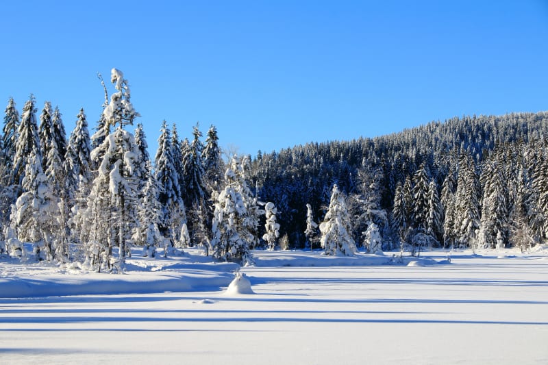 Boucle de la forêt blanche et du lac de Lispach - La Bresse