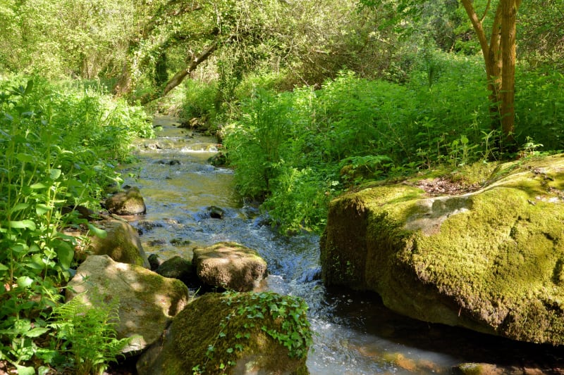 Parenthèse dans le Bois de Mixe et bords de l'Apatharena - Oregue