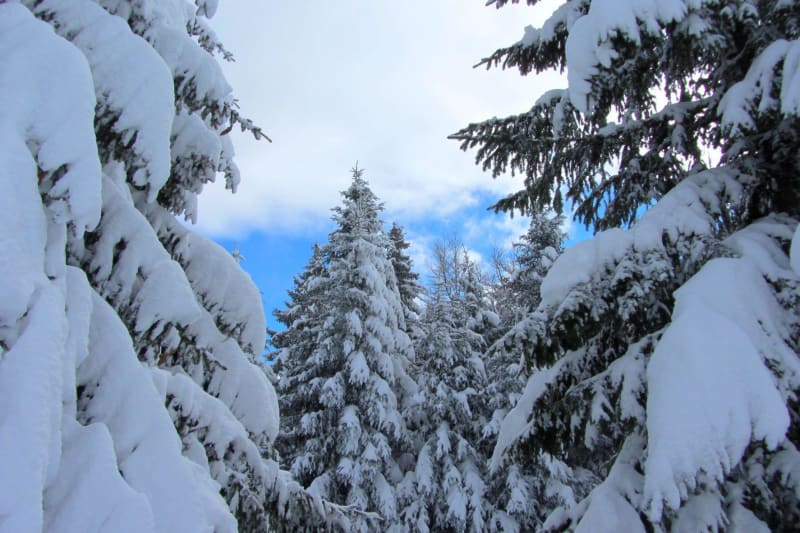 Sneeuwschoenwandelen in Payolle - Payolle