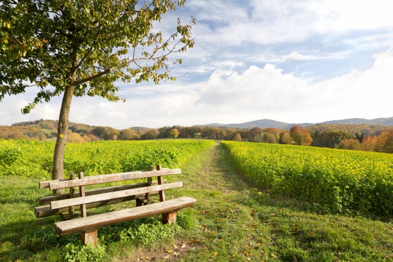 Balade bucolique dans les bois et prairies de la Rêpe - Braux-le-Châtel