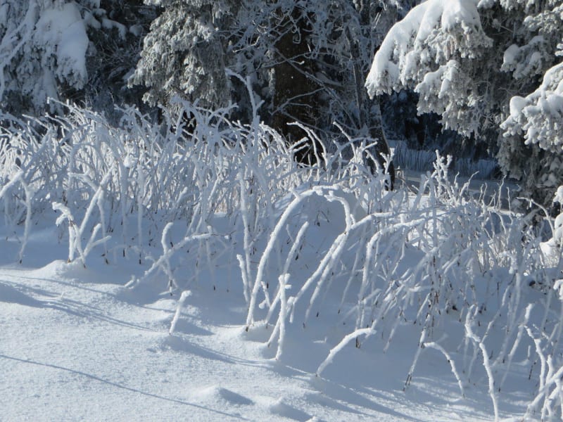Sneeuwschoenwandelen bij Semnoz - Annecy