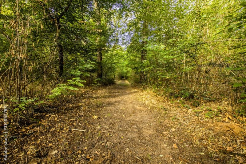 Une bouffé d'air au bois de Saint-Pée d'en bas - Oloron-Sainte-Marie