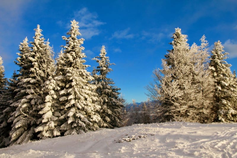 Echappée forestière et enneigée au Col de Legal - Col-de-Legal