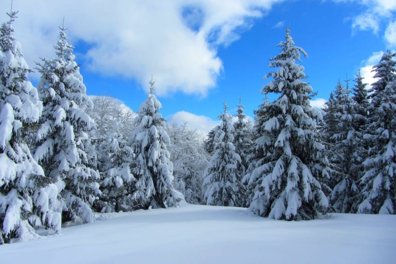 Balade enneigée dans les bois de La Stèle - La Tour-d'Auvergne