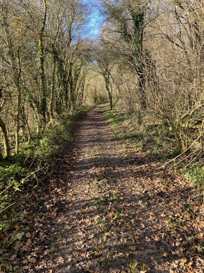 Bois d’Angerville à Saint-Maclou-La-Brière - Saint-Maclou-la-Brière