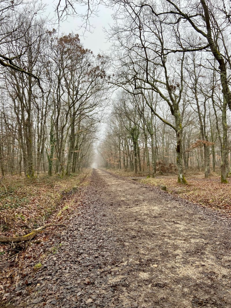 Boucle familiale en forêt de Buzet - Buzet-sur-Tarn