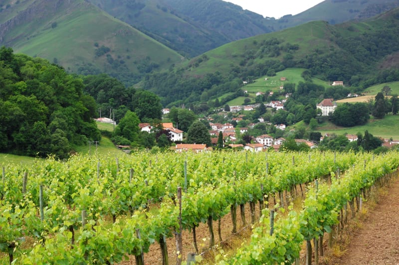 Les pieds dans les vignes et le nez au vent - Irouléguy