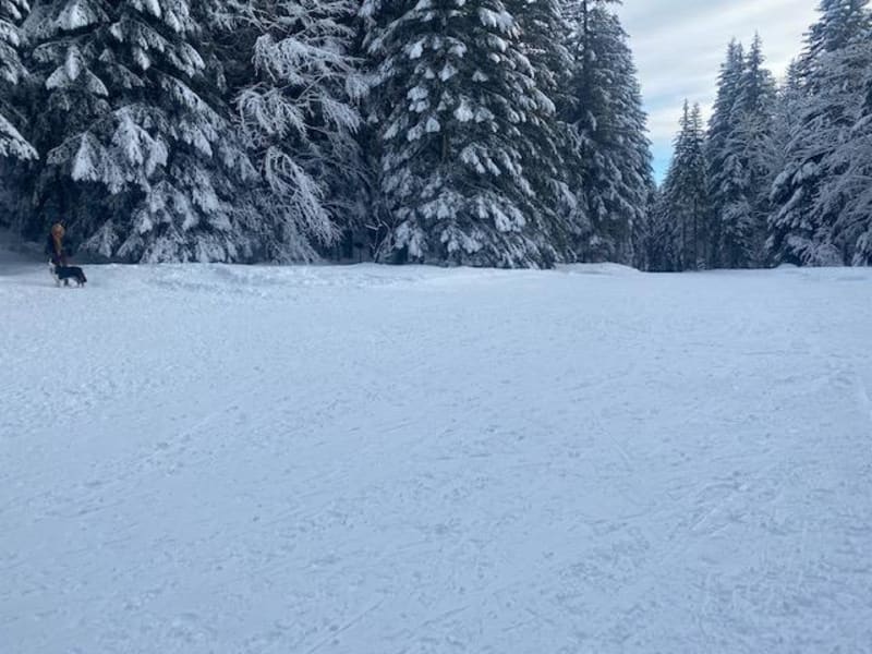 Forêt et vallée d'Azun à raquettes - Aucun